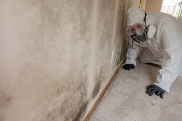 Best Emergency Mold Remediation  in Contoocook, NH